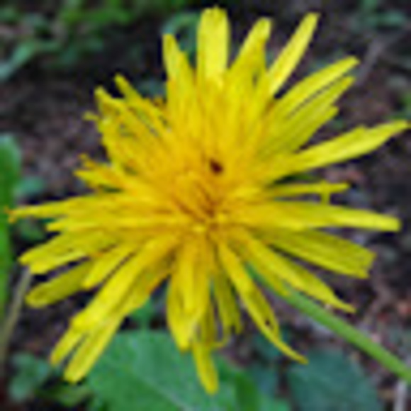 Meet your Posher, Tracey - Picture 1 of 1